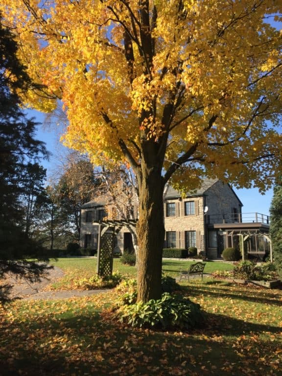 Sherwood Farm in autumn — golden maple in front of the Georgian stone house, King City