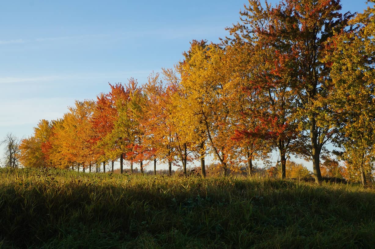 Row of maples in full autumn colour along the field edge at Sherwood Farm, King Township